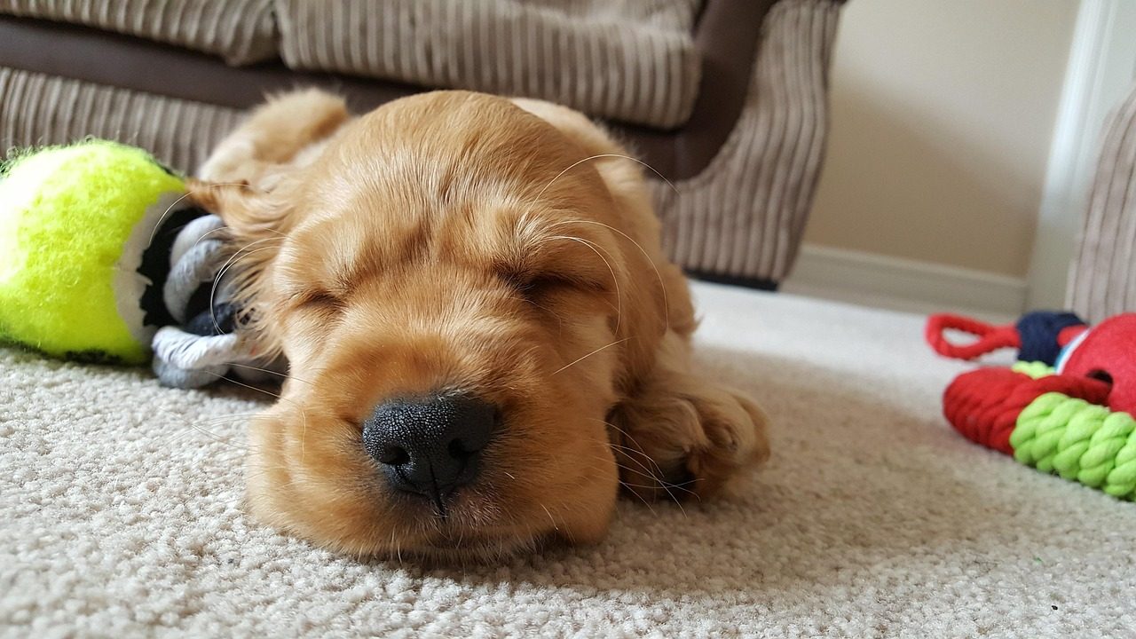 A cocker spaniel puppy asleep on a carpet next to a tennis ball and a rope toy